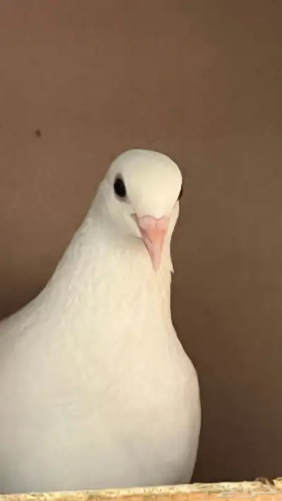 حمام فرنسي لاحم 0