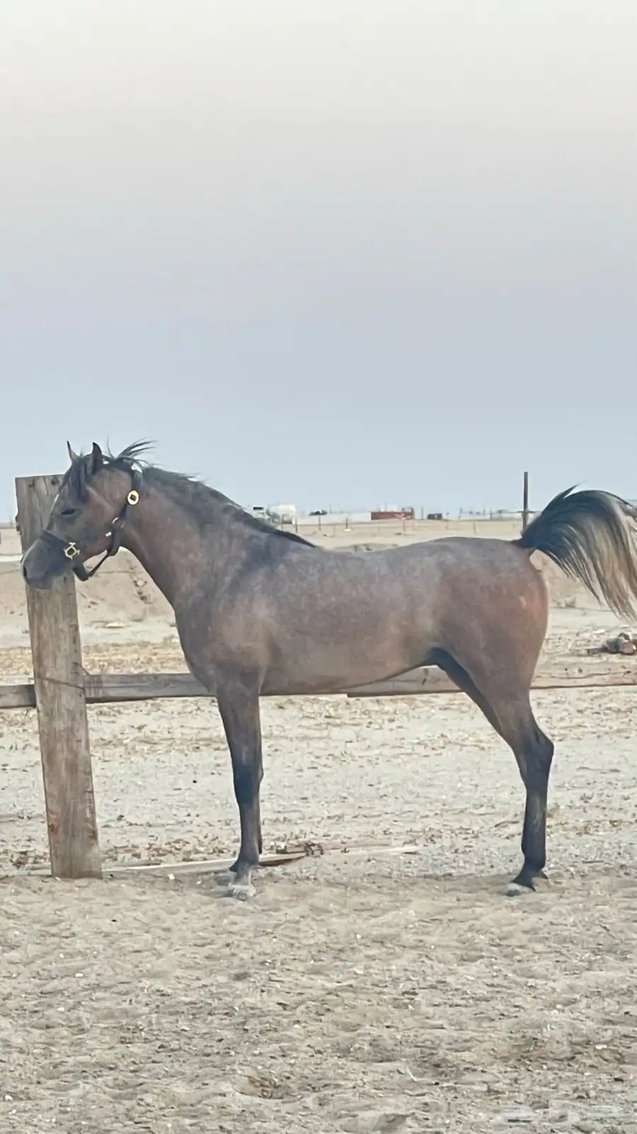 حصان شعبي عربي index