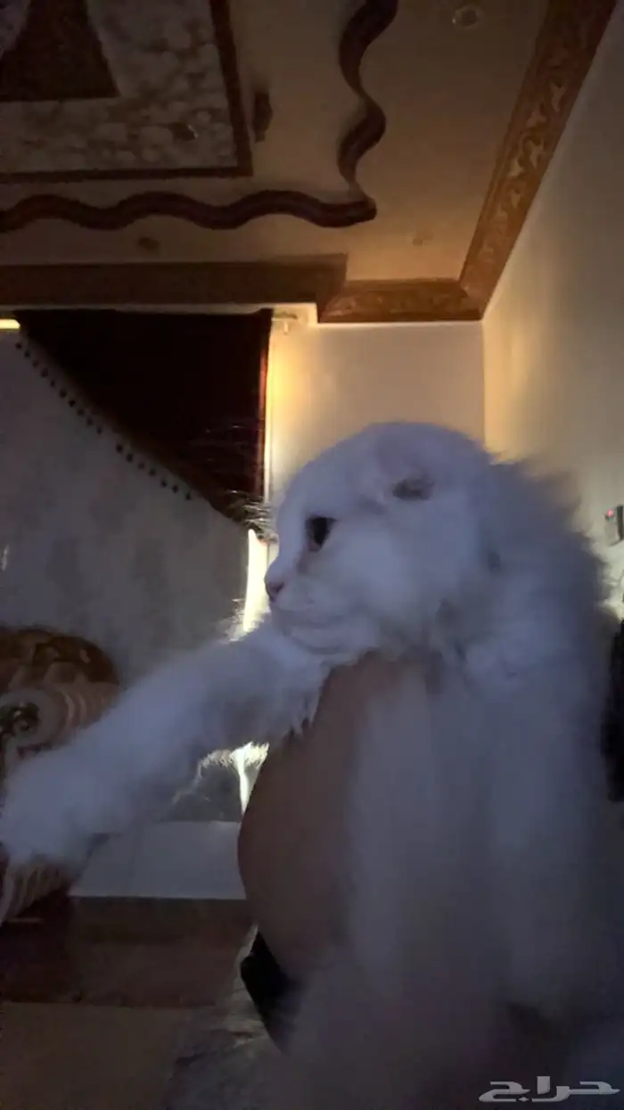 قط سكوتش ستريت للبيع لونه ابيض 150 1