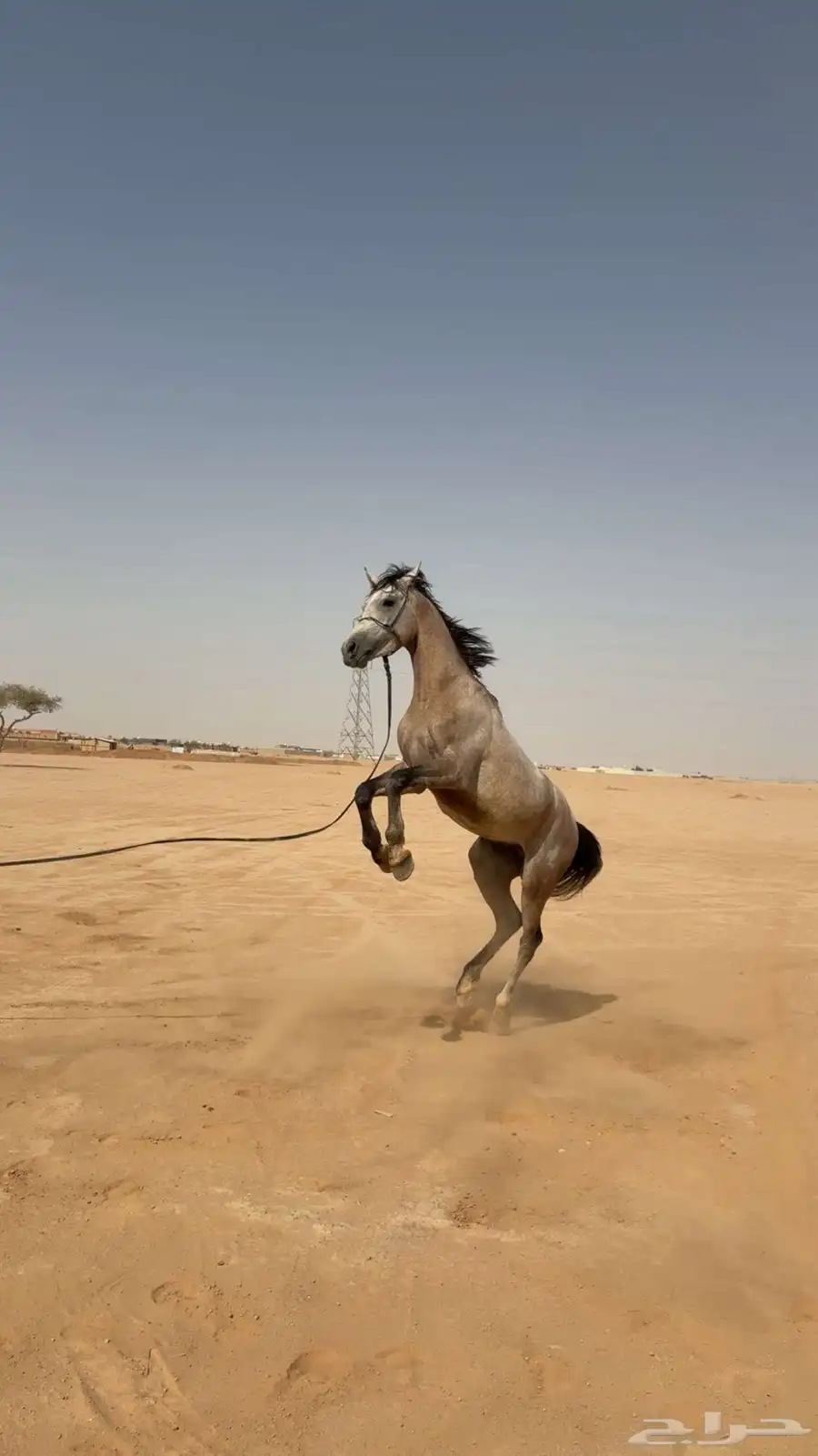 بسم الله. عرض حصان شعبي شيخ وسبوق 5