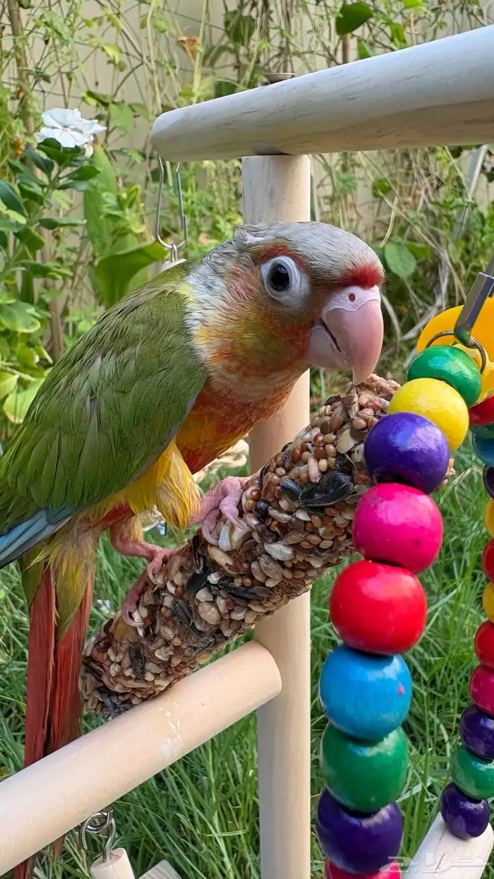 كنيور اناناس العمر 3 شهور   Pineapple Conure 7