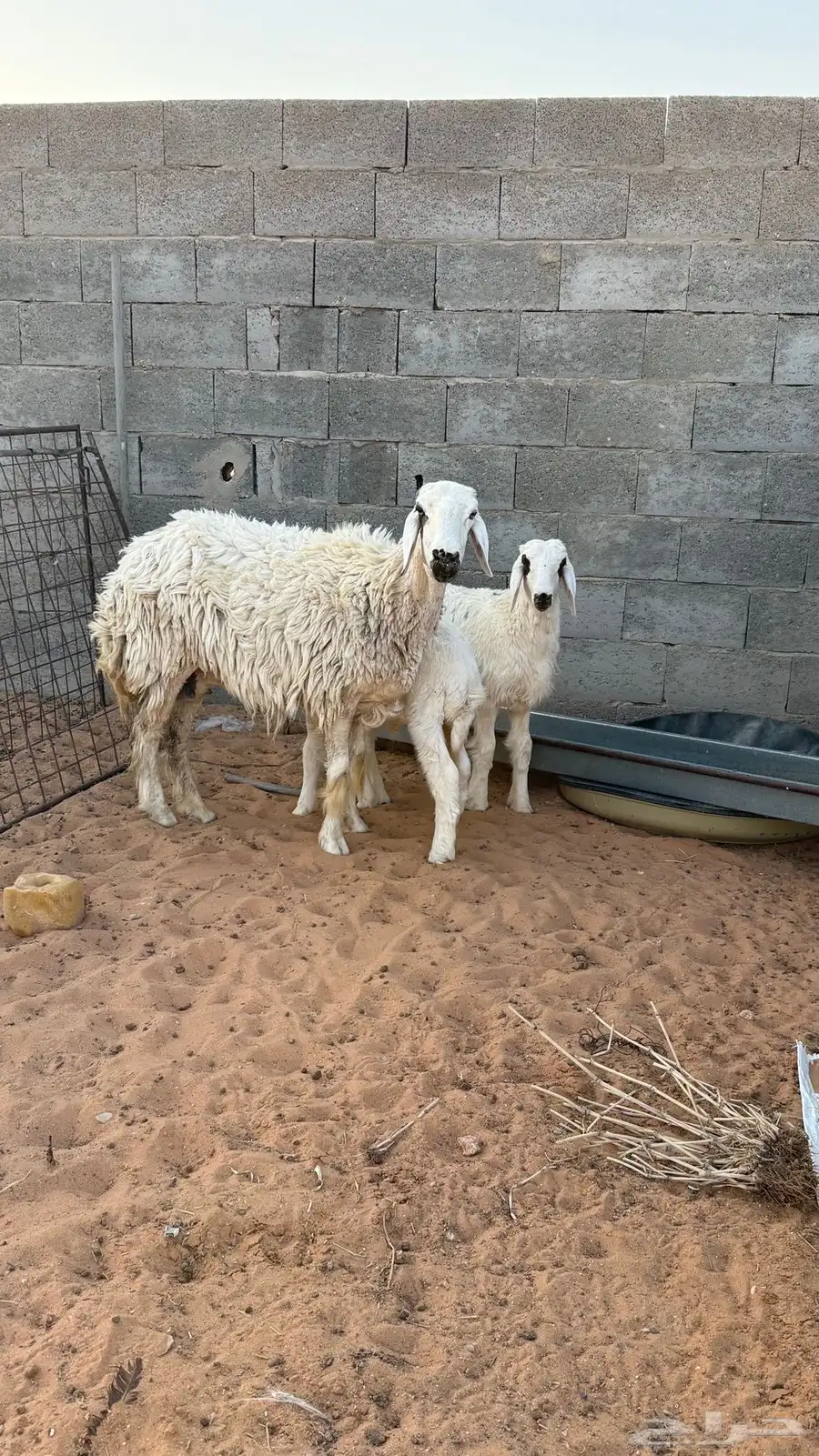 شاه حريه خصم متوم 0