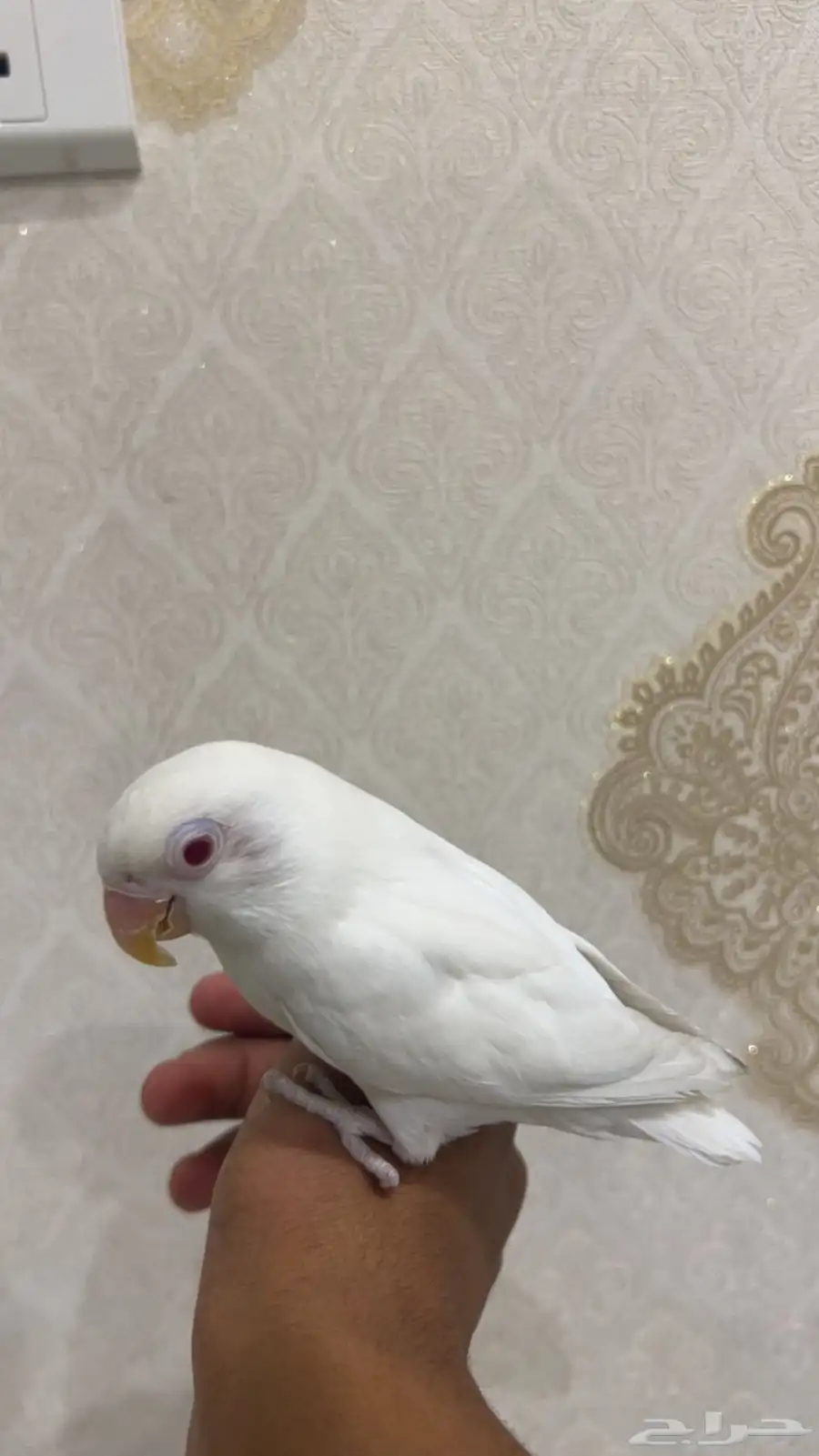 فيشر ابيض  عيون حمرا اليف مافي اي خوف 0