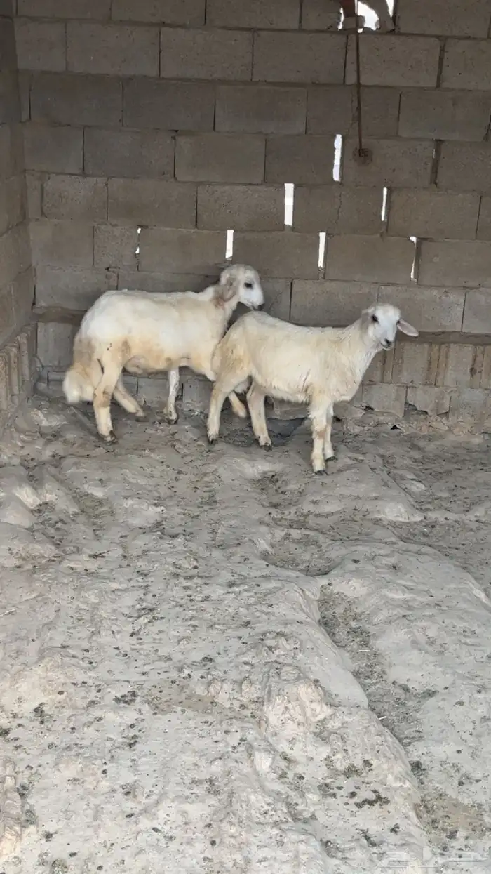 خرفان سمان أنتاج المراح ( تم البيع) 1