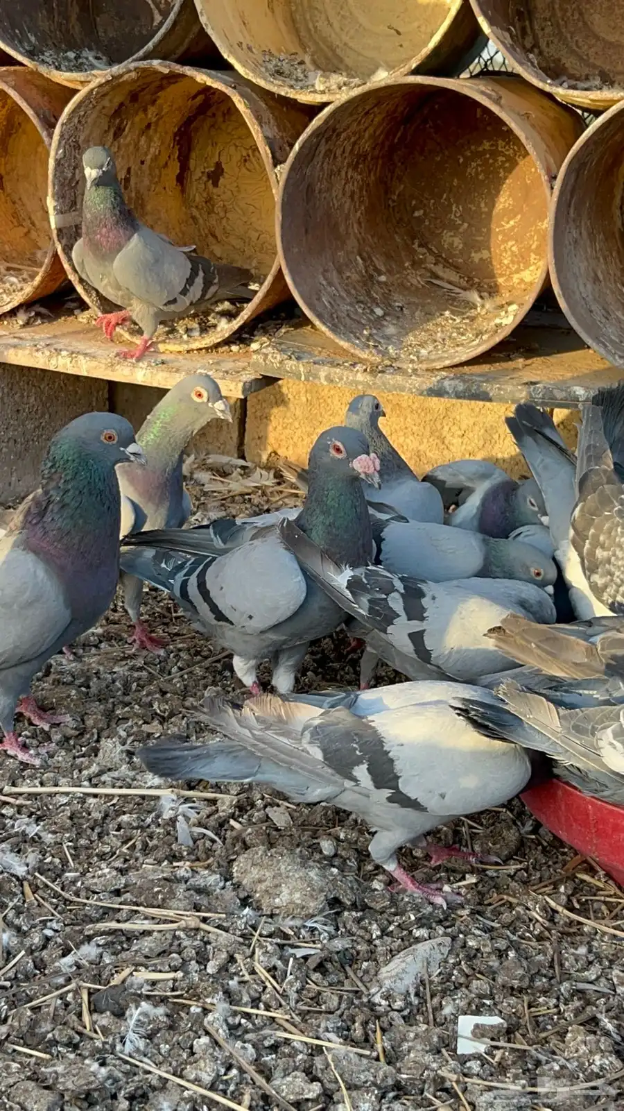 حمام زاجل البيع على المنضور فيهن زاجل سباق 3