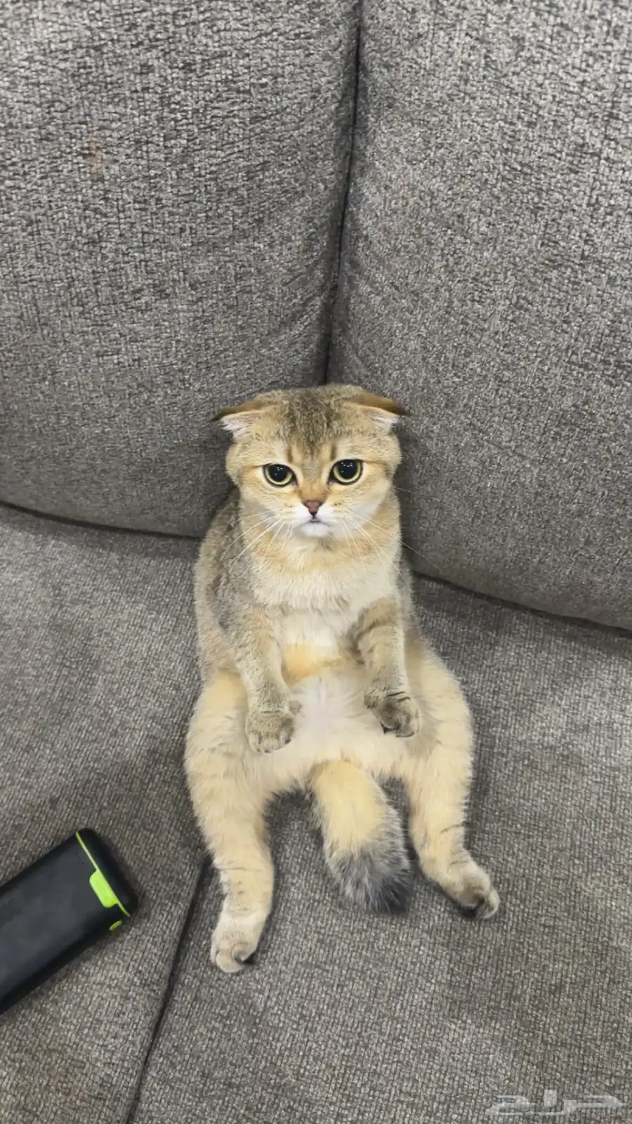 سكوتش فولد قولد 0