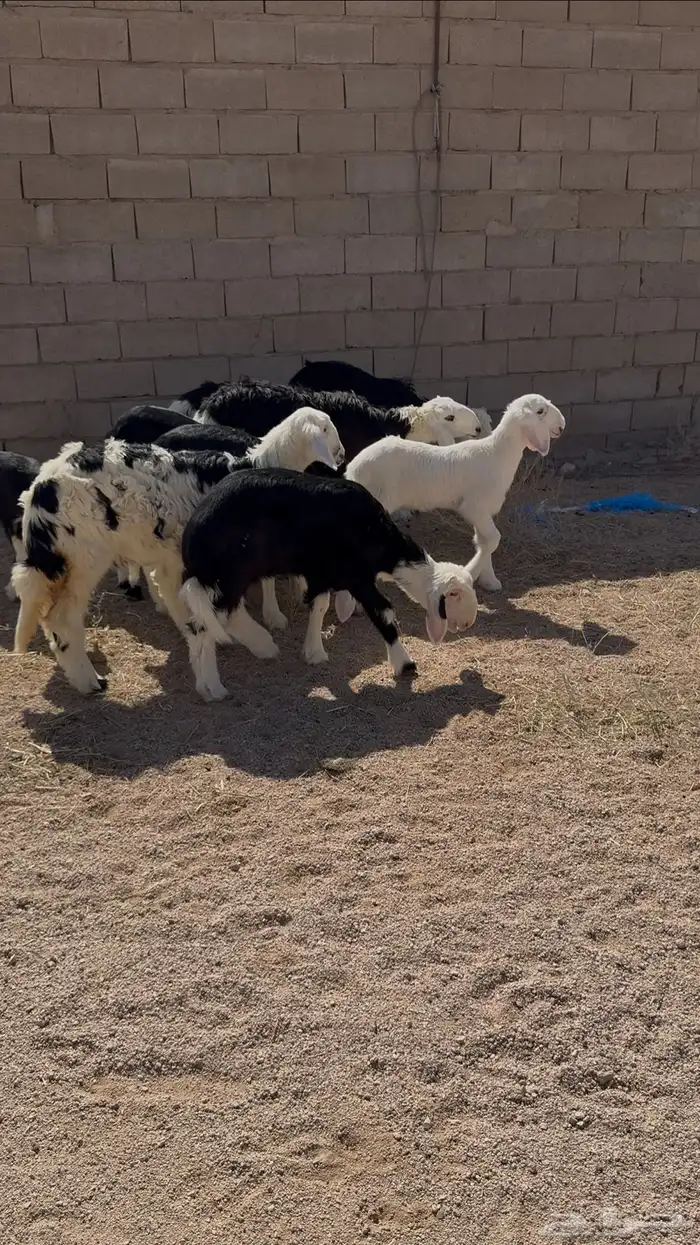 تم البيع 2