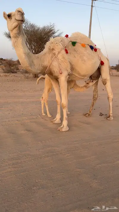 للبيع خلفه تحتها بكره تم البيييع 3