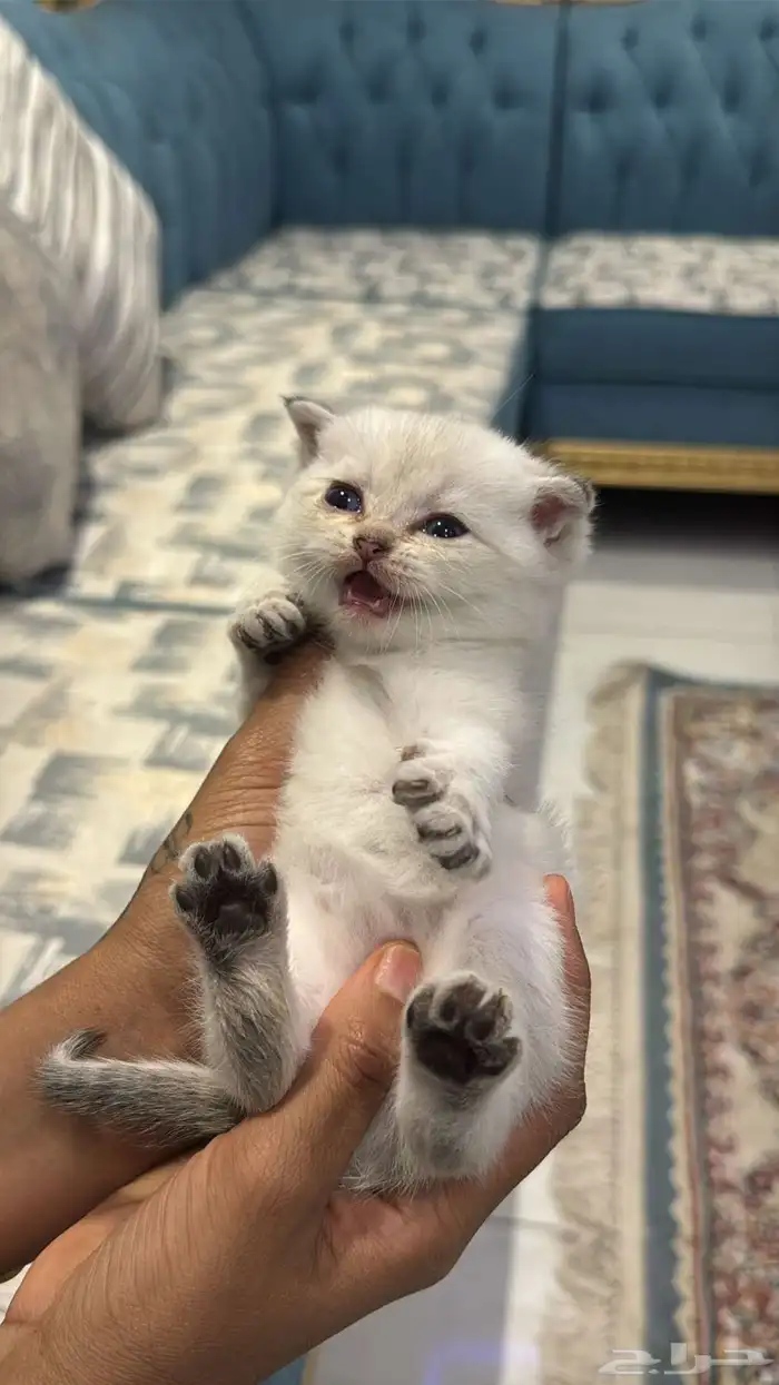 قطط شكوتش للبيع 1