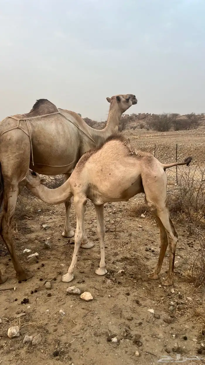 بكره ثنيه تحتها قعود 2