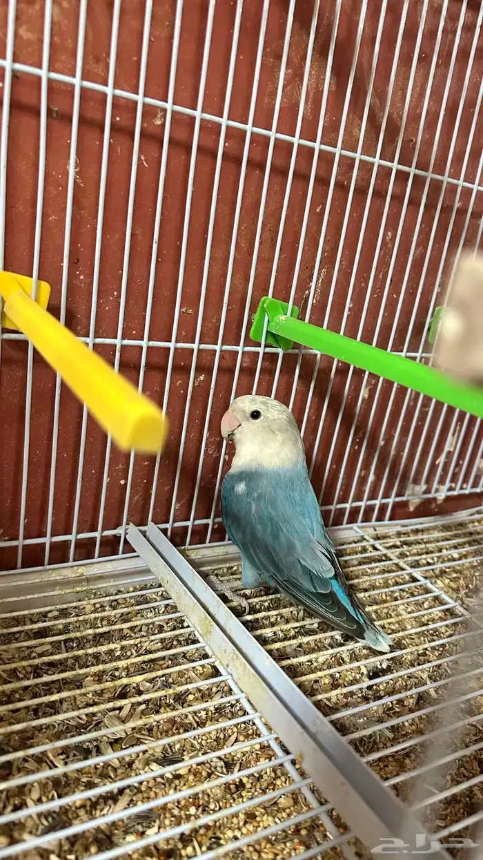روز جوز 0