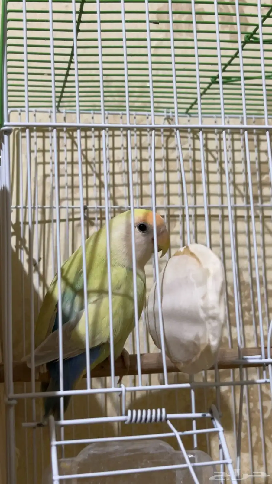 جوز روز 0