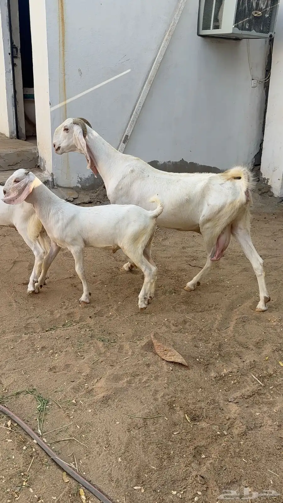 عنز بيضاء تحتها اثنين 4