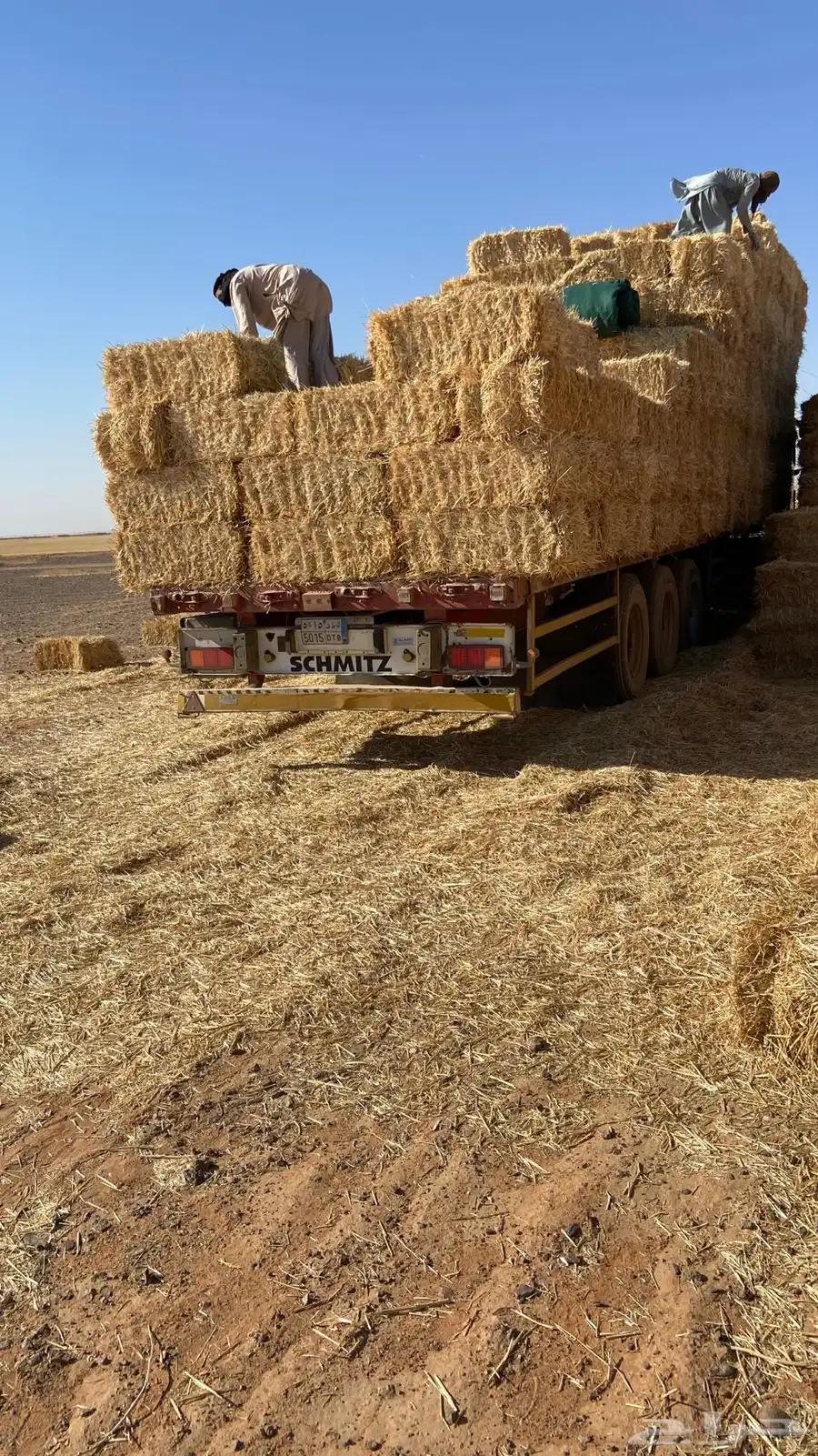 تبن قمح 0