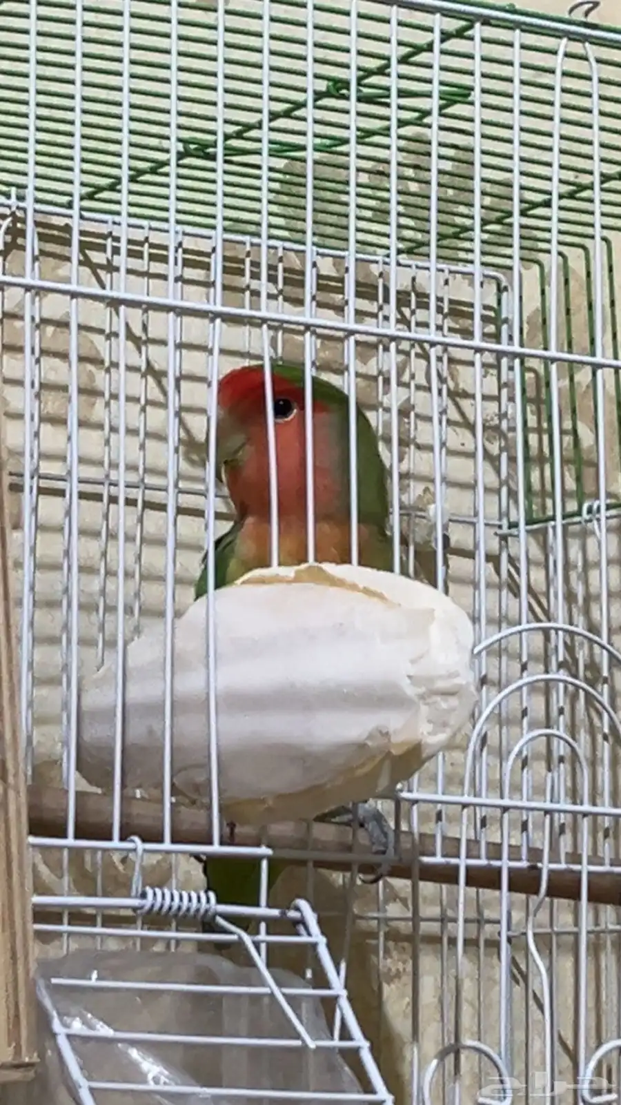 جوز روز 1