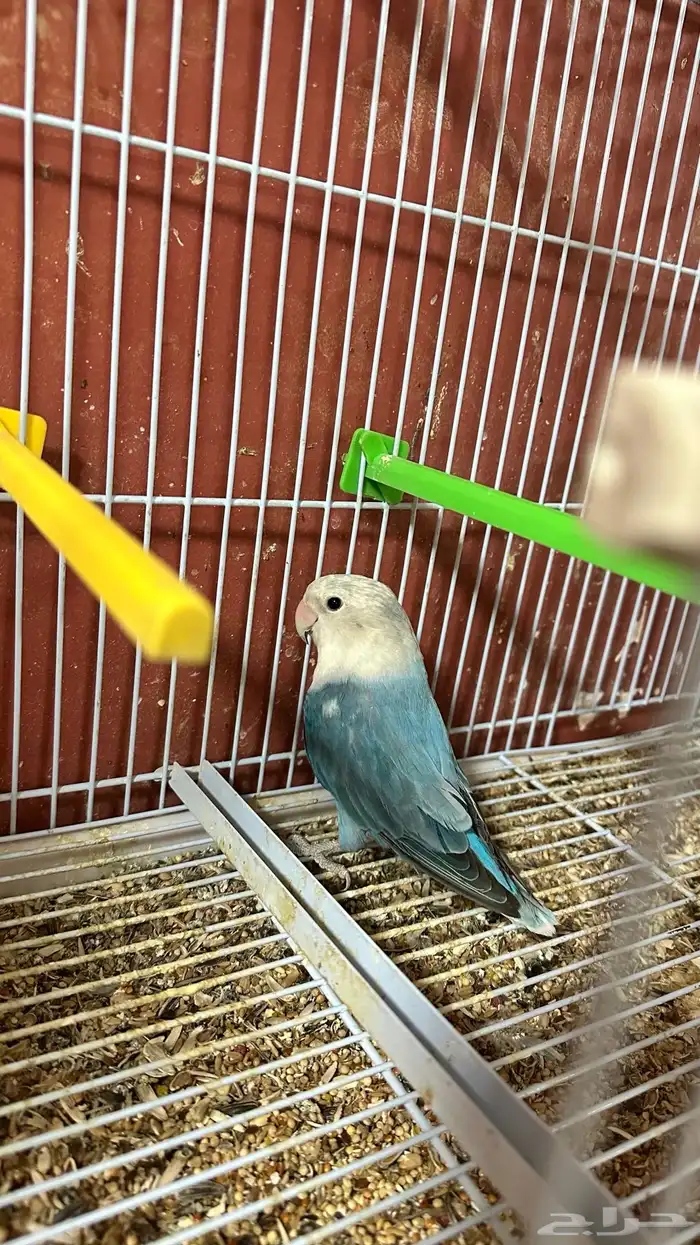 روز جوز 3