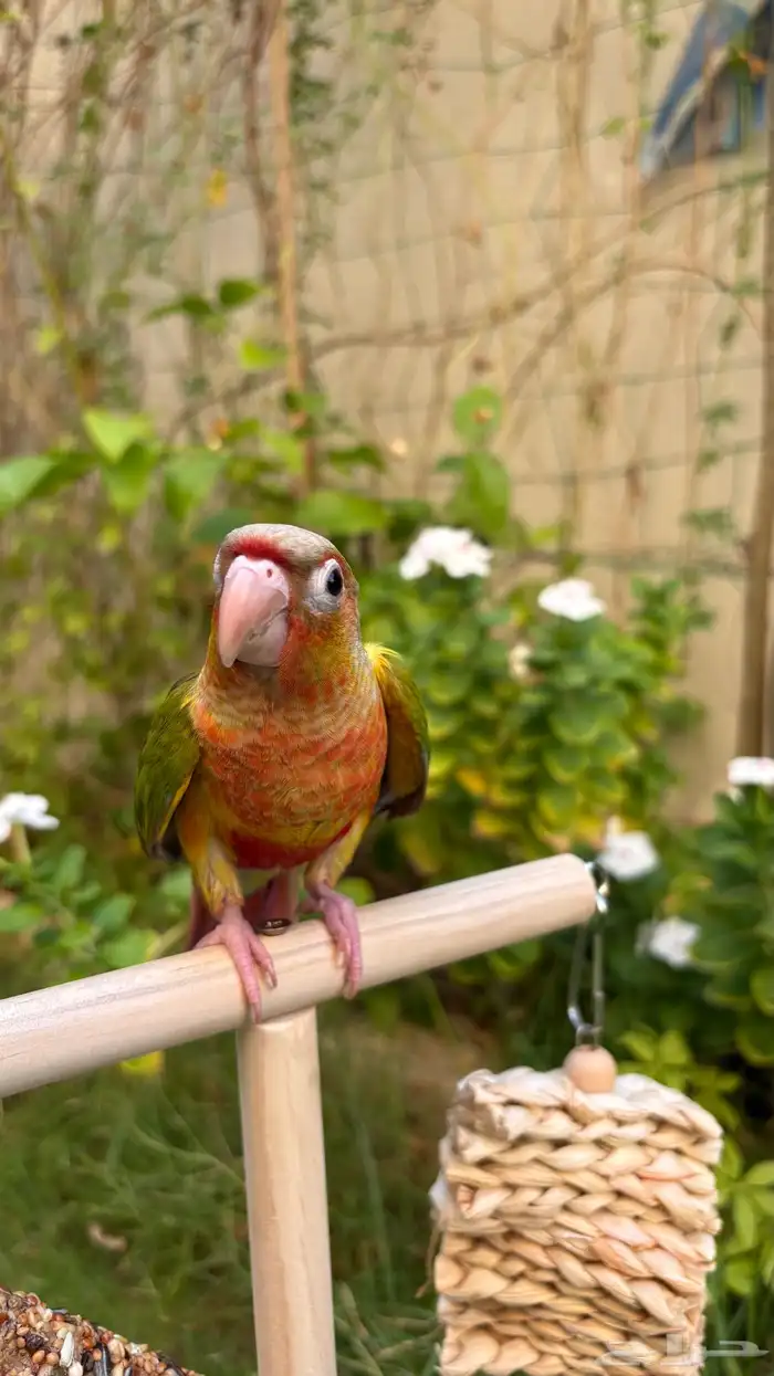 كنيور اناناس العمر 3 شهور   Pineapple Conure 2