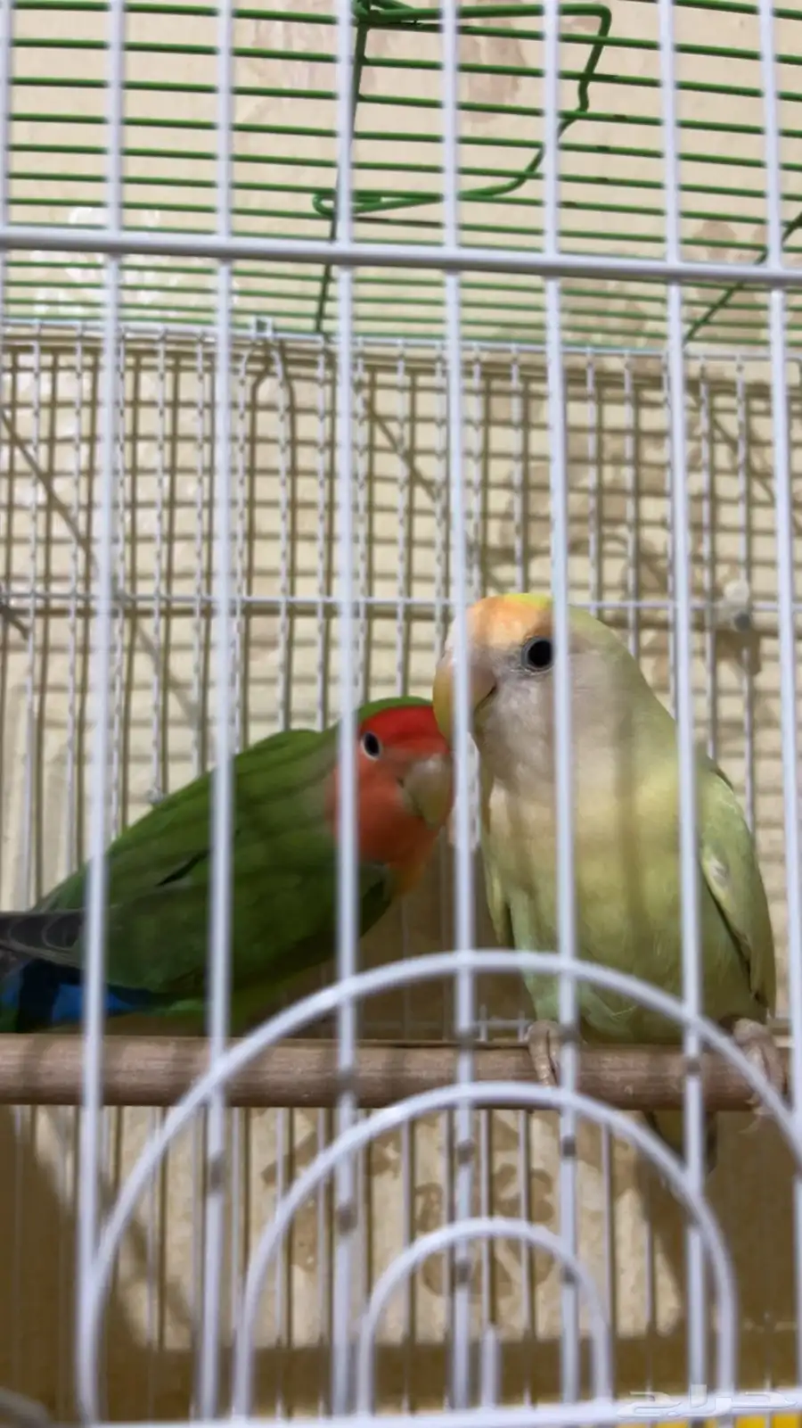 جوز روز 4