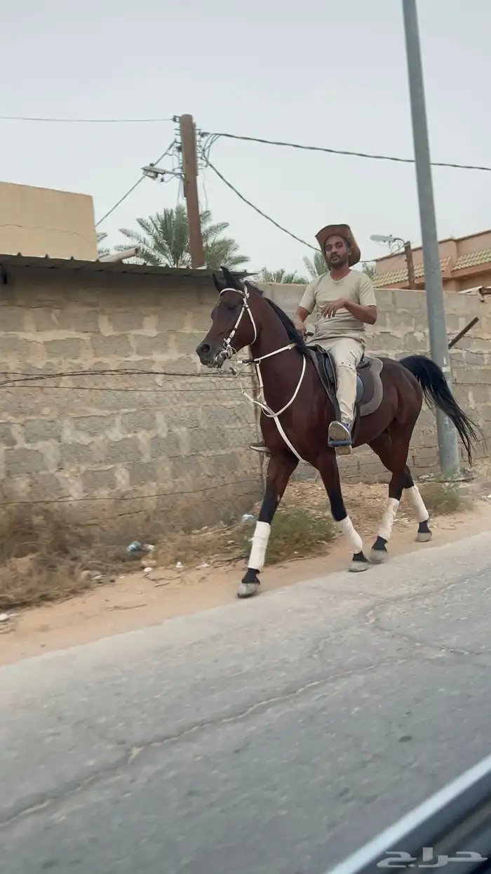 حصان واهو للبيع 0