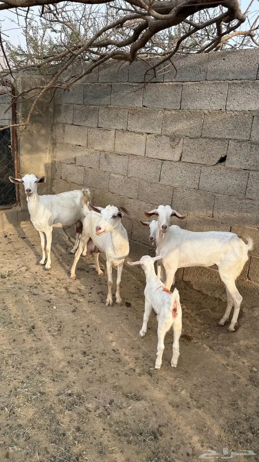 غنم بيشي index