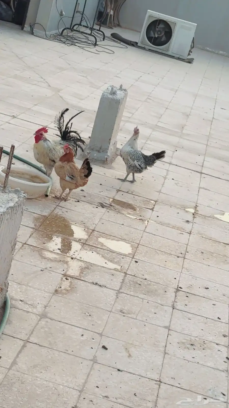 ديك ودجاج 0