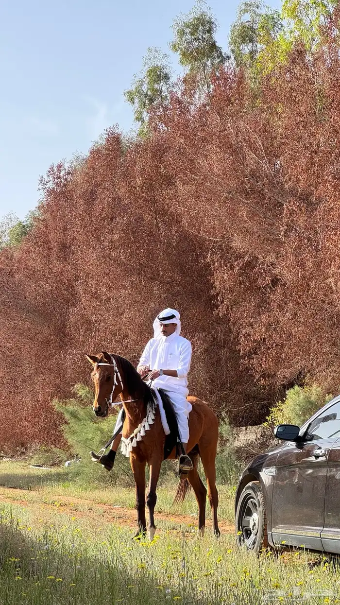 حصان واهو 11