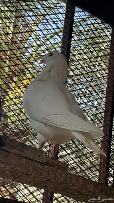 حمام فرنسي لاحم 7