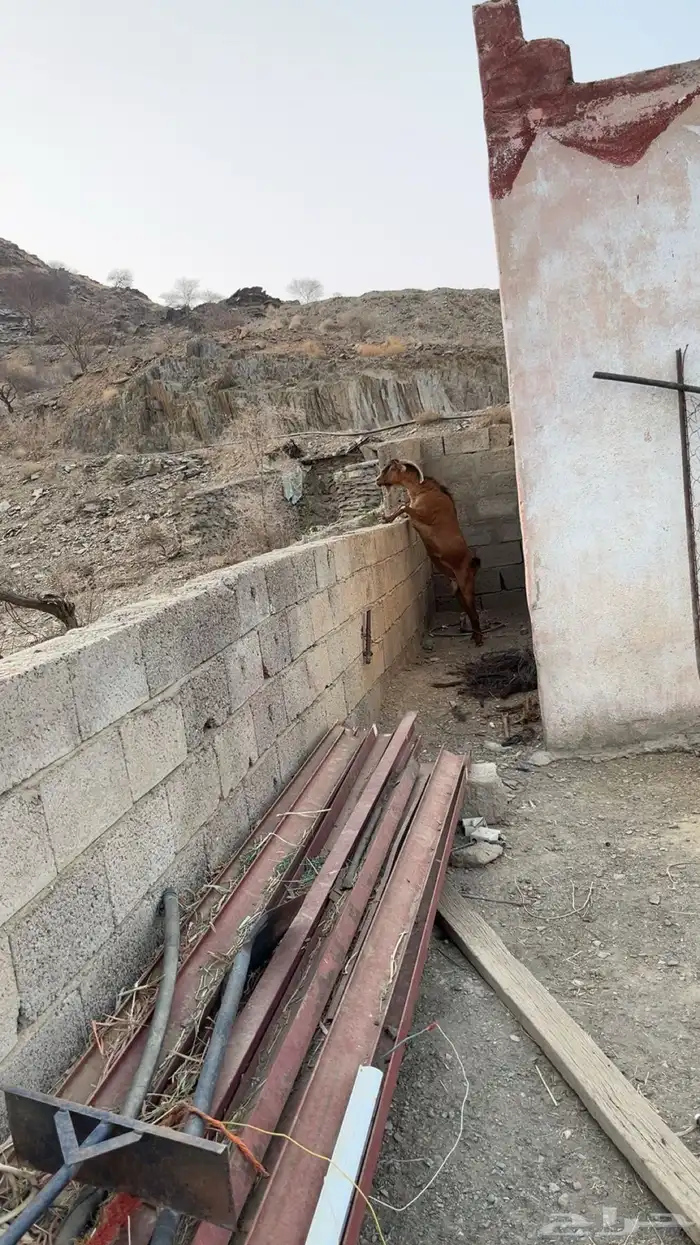 تيس للبيع السن سديس الصحه شرط 0