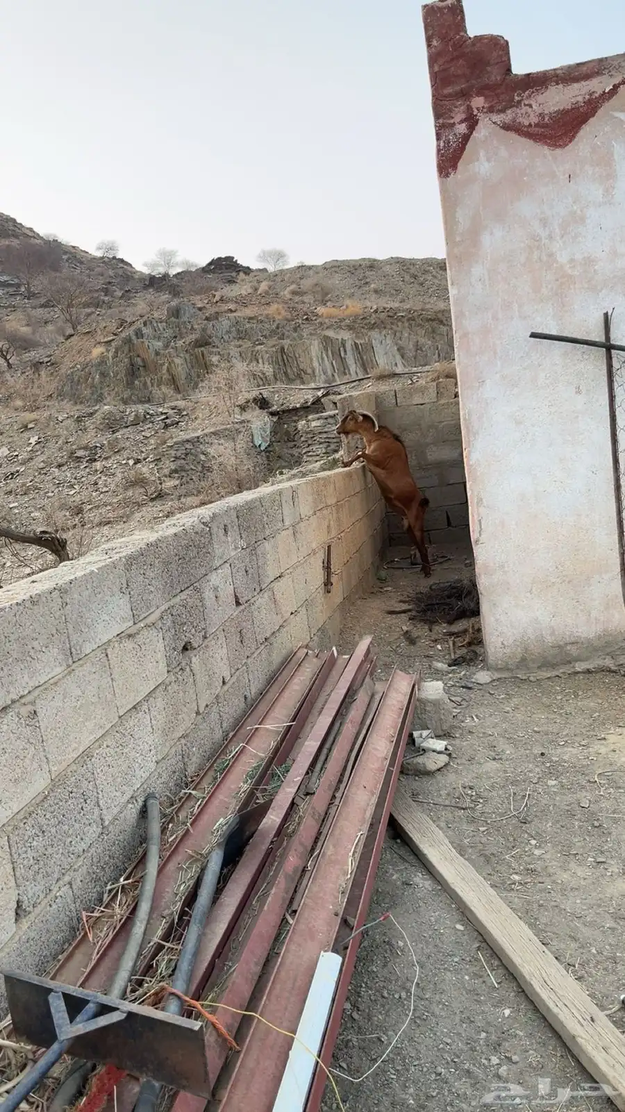 تيس للبيع السن سديس الصحه شرط 0