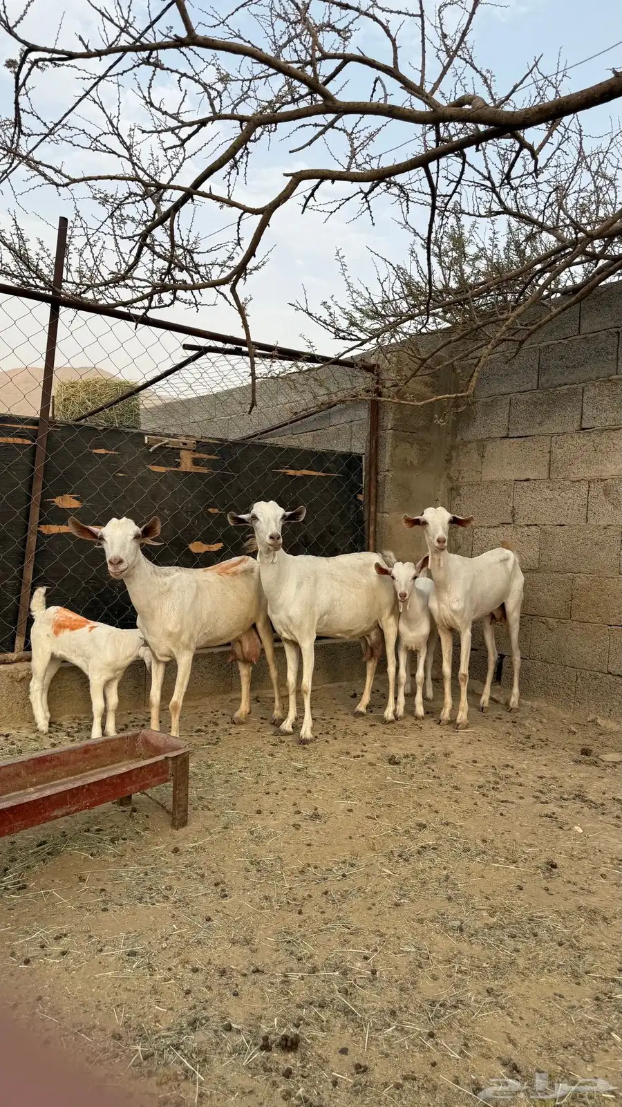 غنم بيشي index