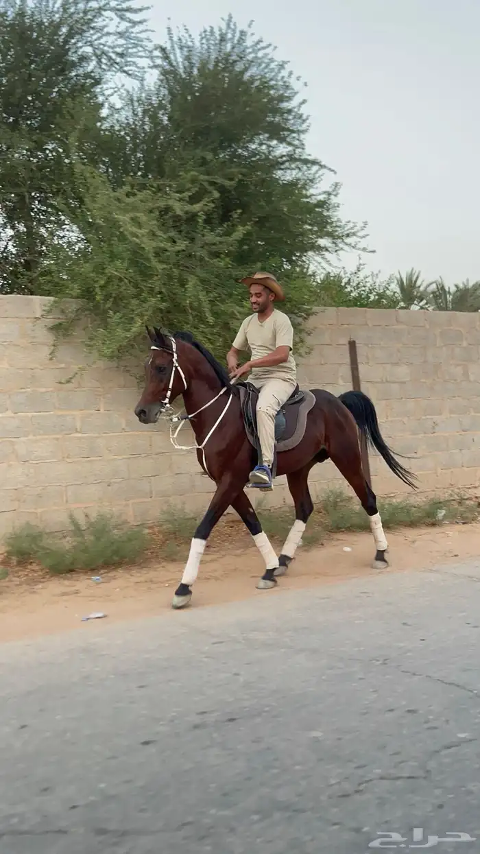 حصان واهو للبيع 1