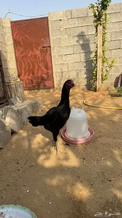 طقم شامو للبيع 0
