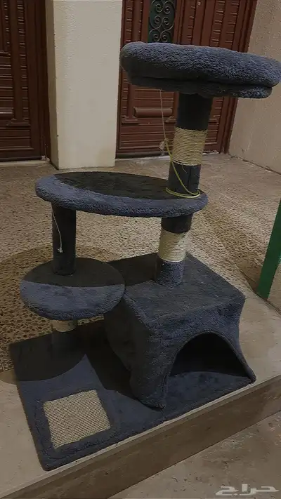 قطط 1