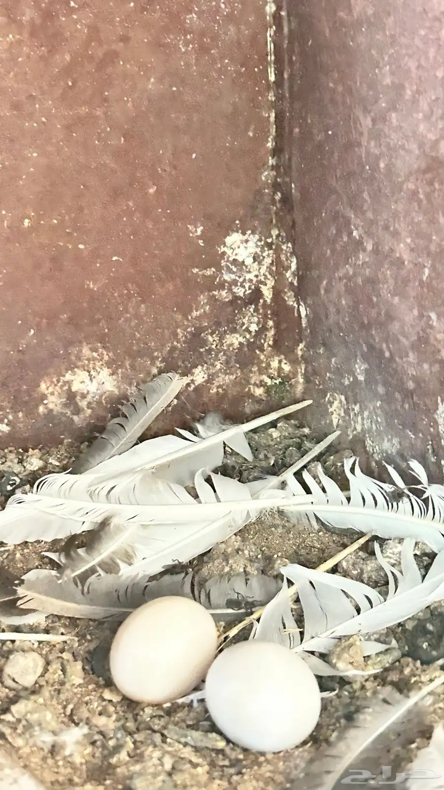 جوز حمام قطايف قلاب 2