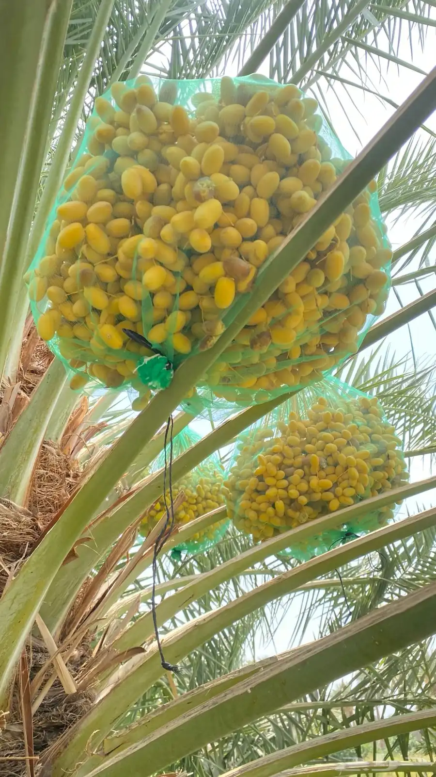 مشالله.تمر نخل برحي 60نخله واكثر 1