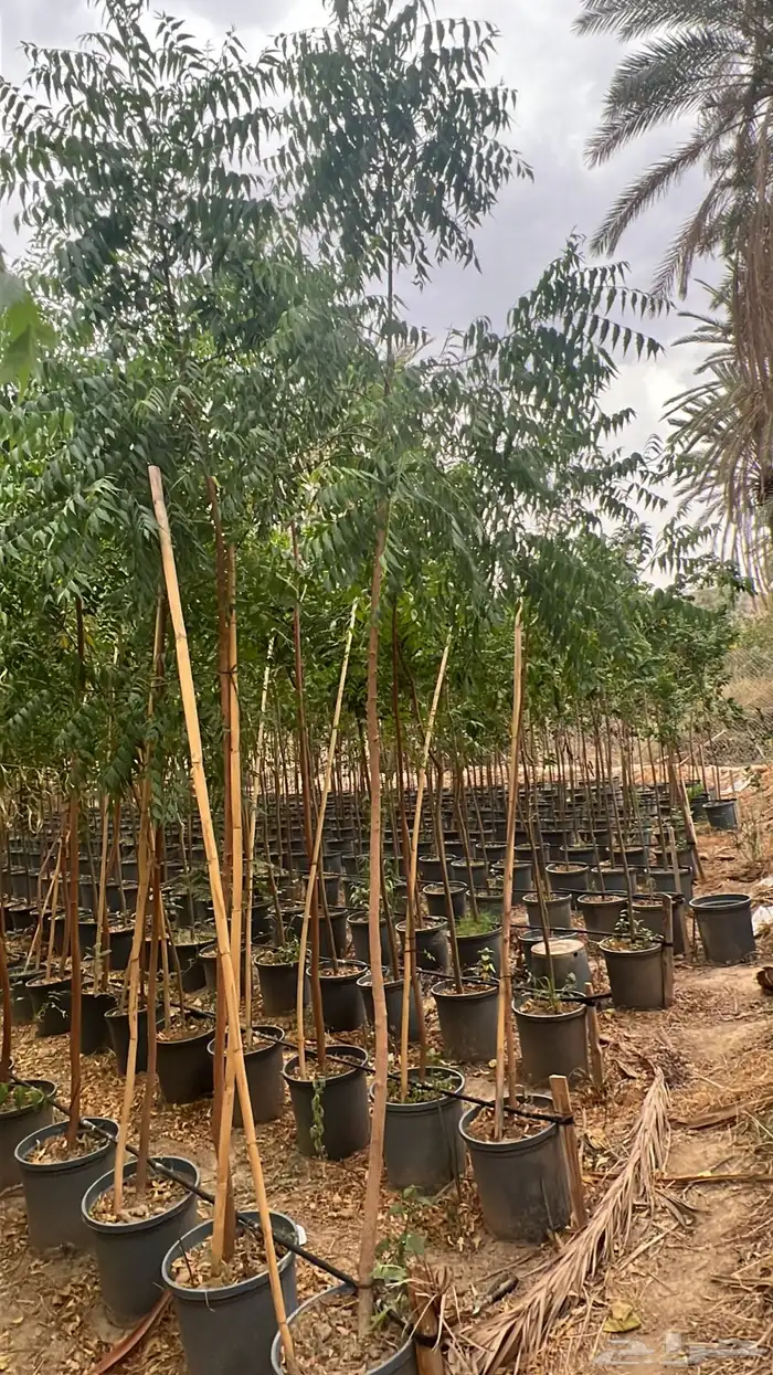 مطلوب قسم مزرعه نجران 0