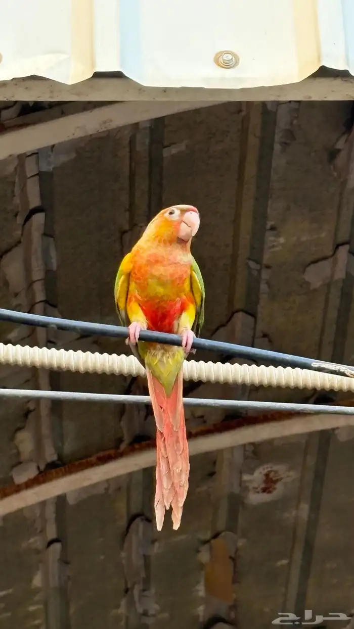 كنيور اناناس العمر 3 شهور   Pineapple Conure 6