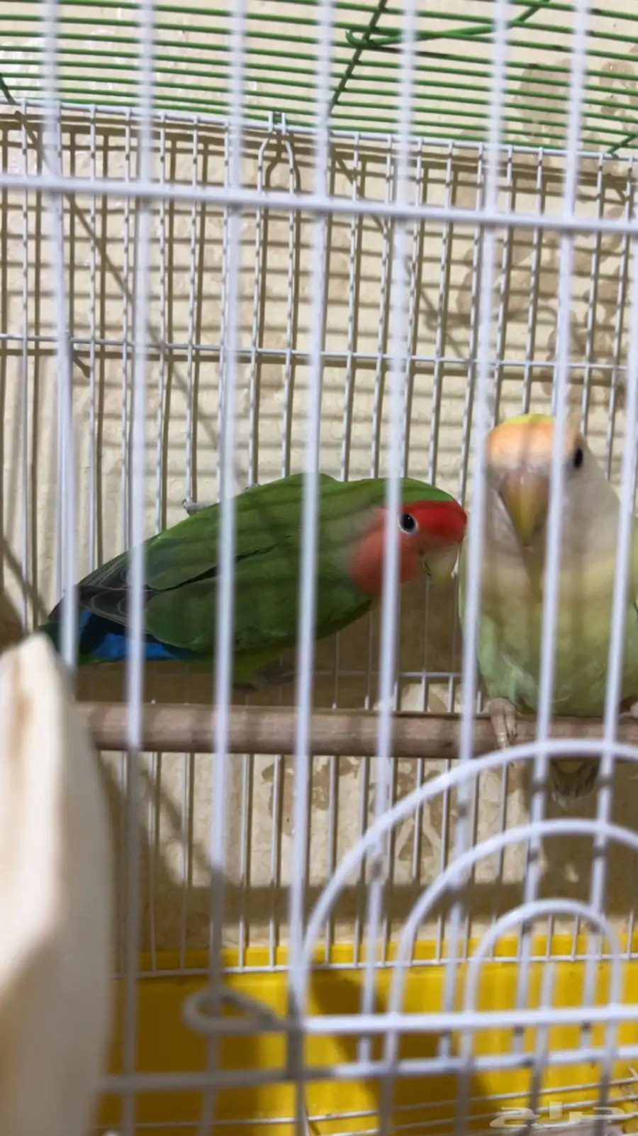 جوز روز 3