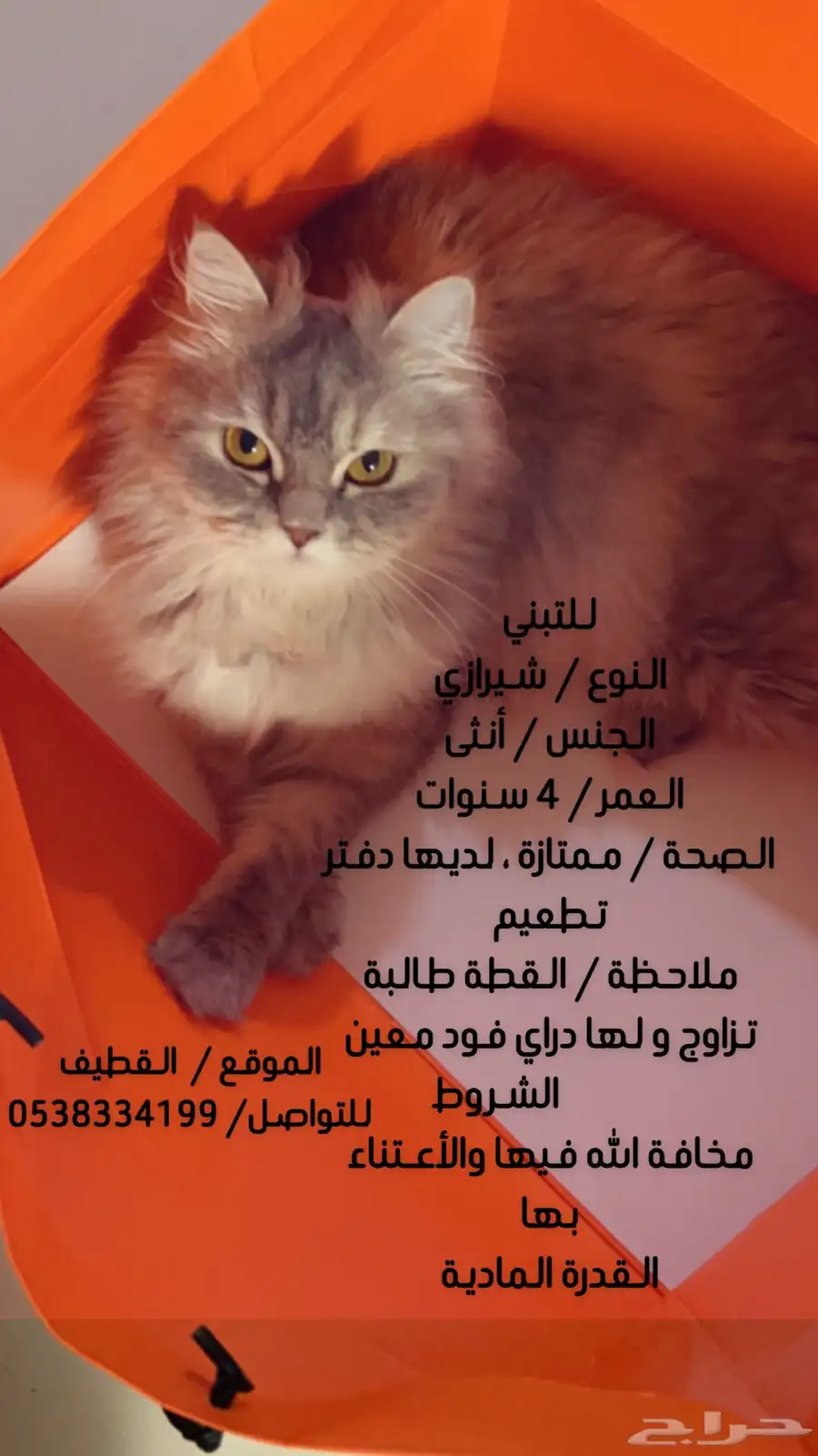 قطة انثى شيرازية حنونه هادئة ولطيفة لعوبة جدا 0