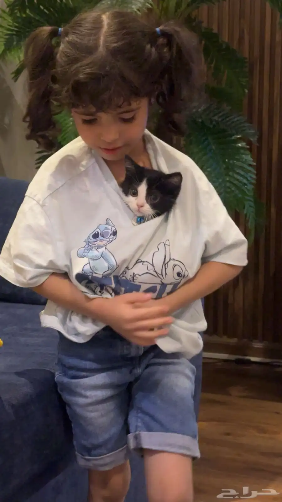 قطة للبيع 1