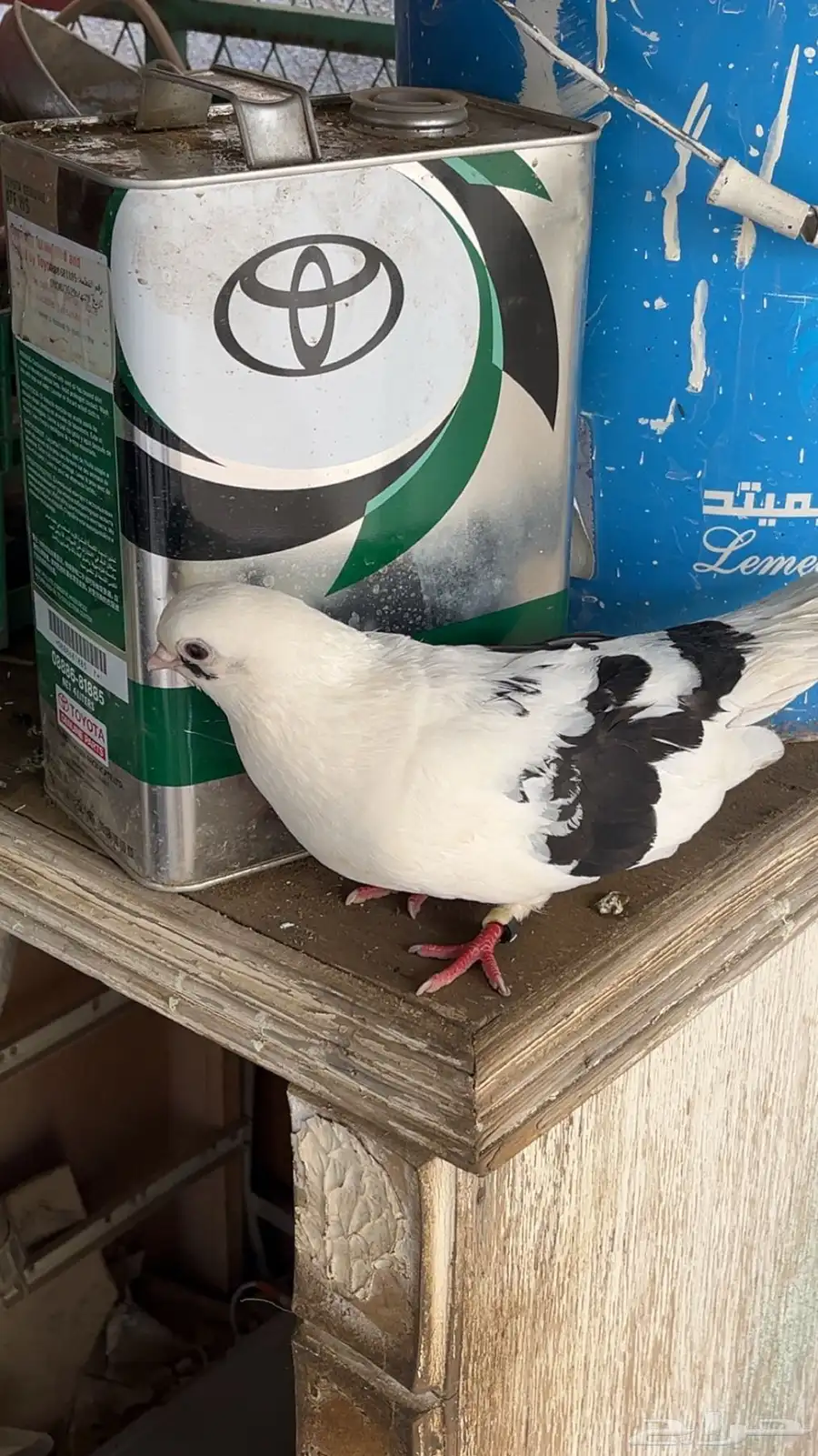 حمام للبيع index