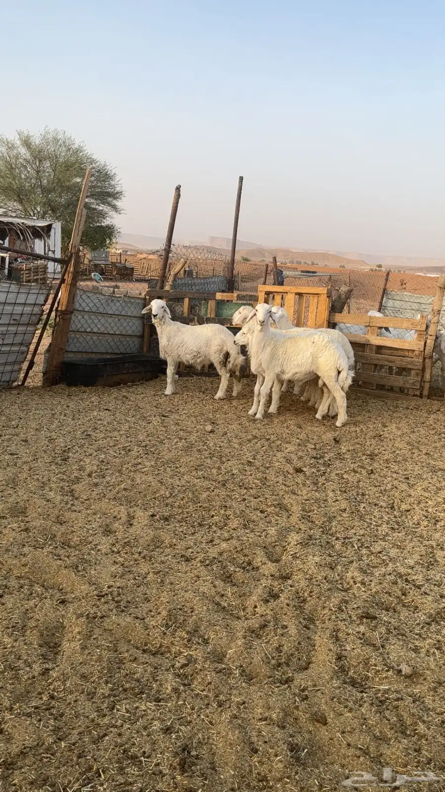 طليان حريه عدد 5 1