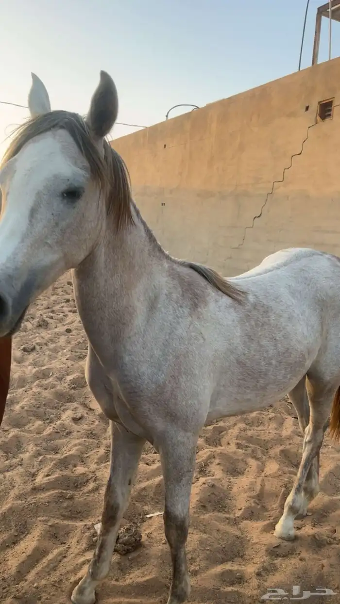 خيل 6