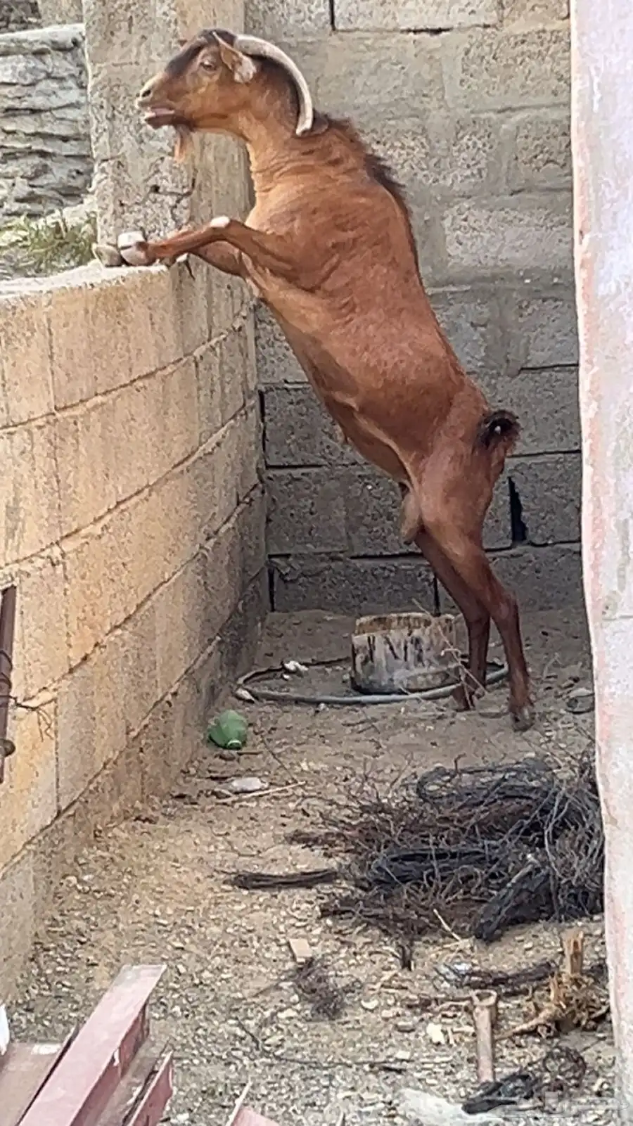 تيس للبيع السن سديس الصحه شرط 1