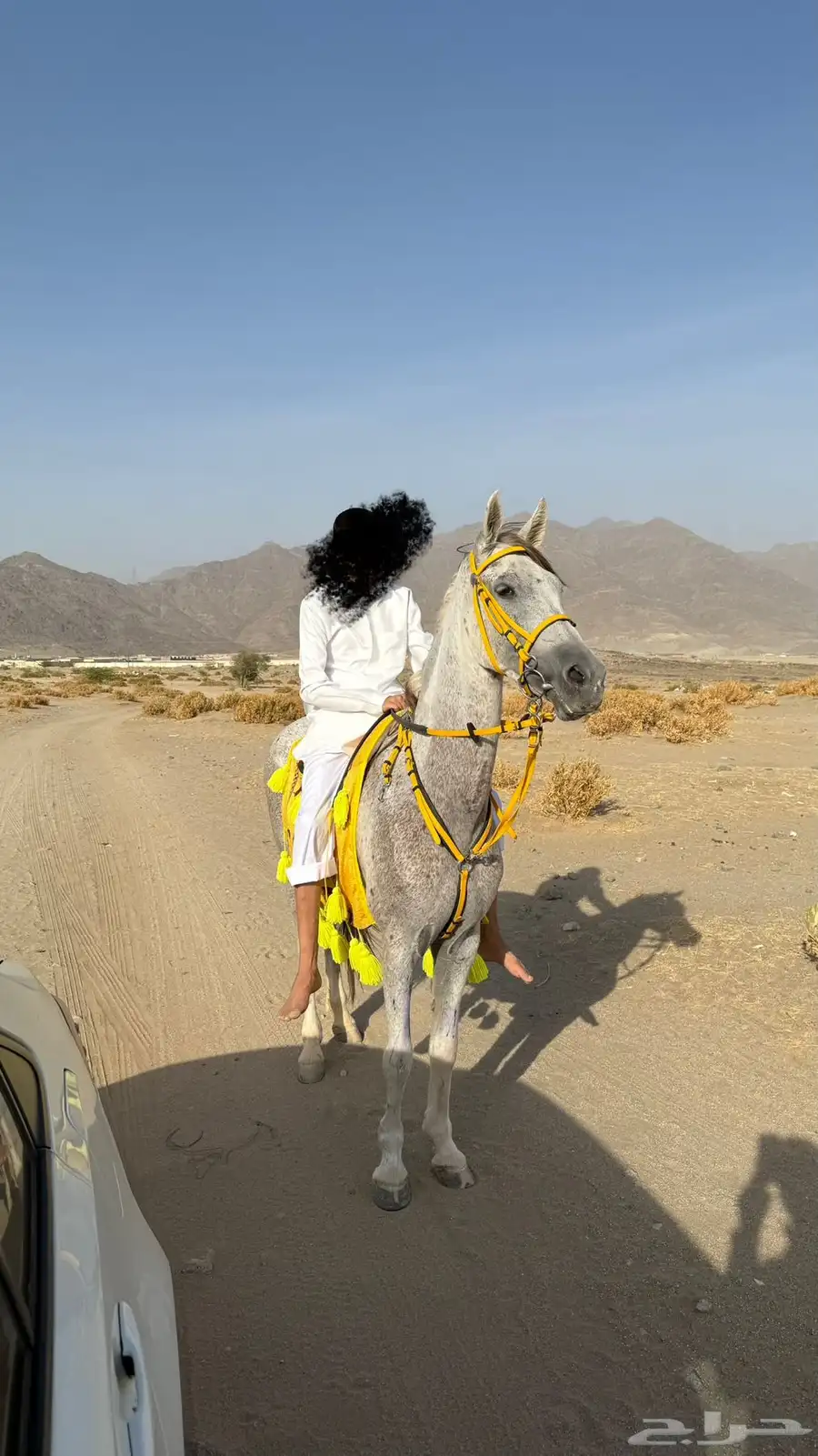 مواشي خيل index