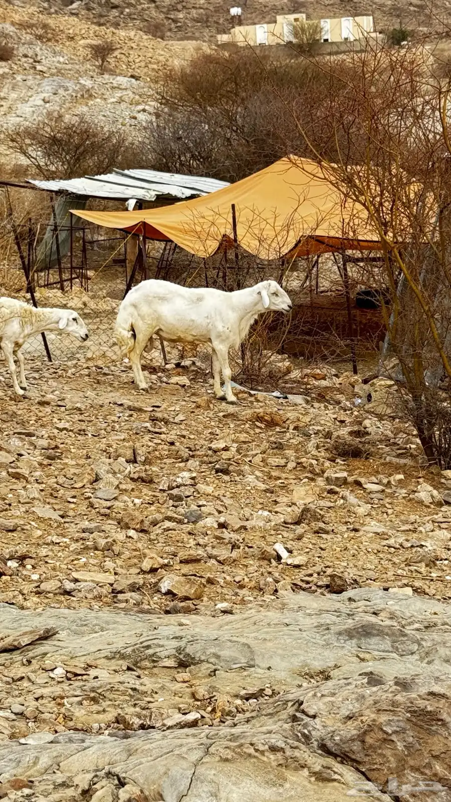 خروف حري غير مشروط طول ومد  ماشاءلله 6