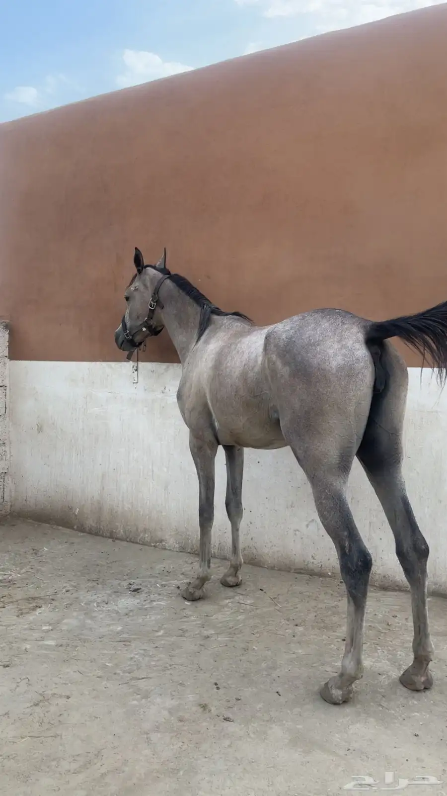 خيل 0