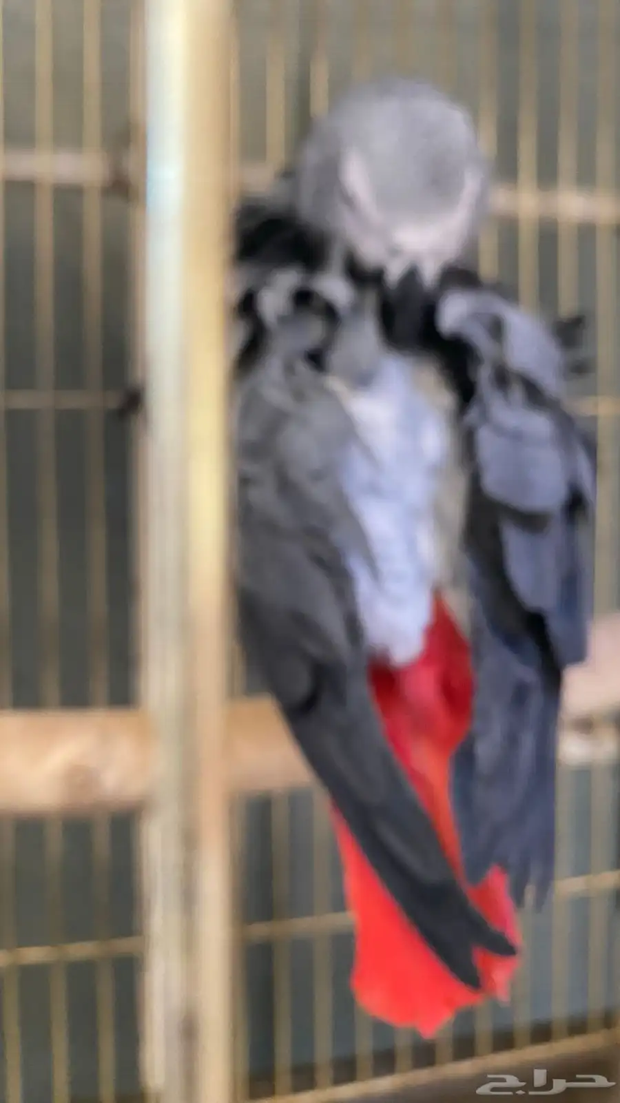 ببغاء كاسكو 0