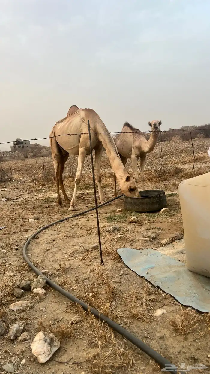 بكره ثنيه تحتها قعود 1