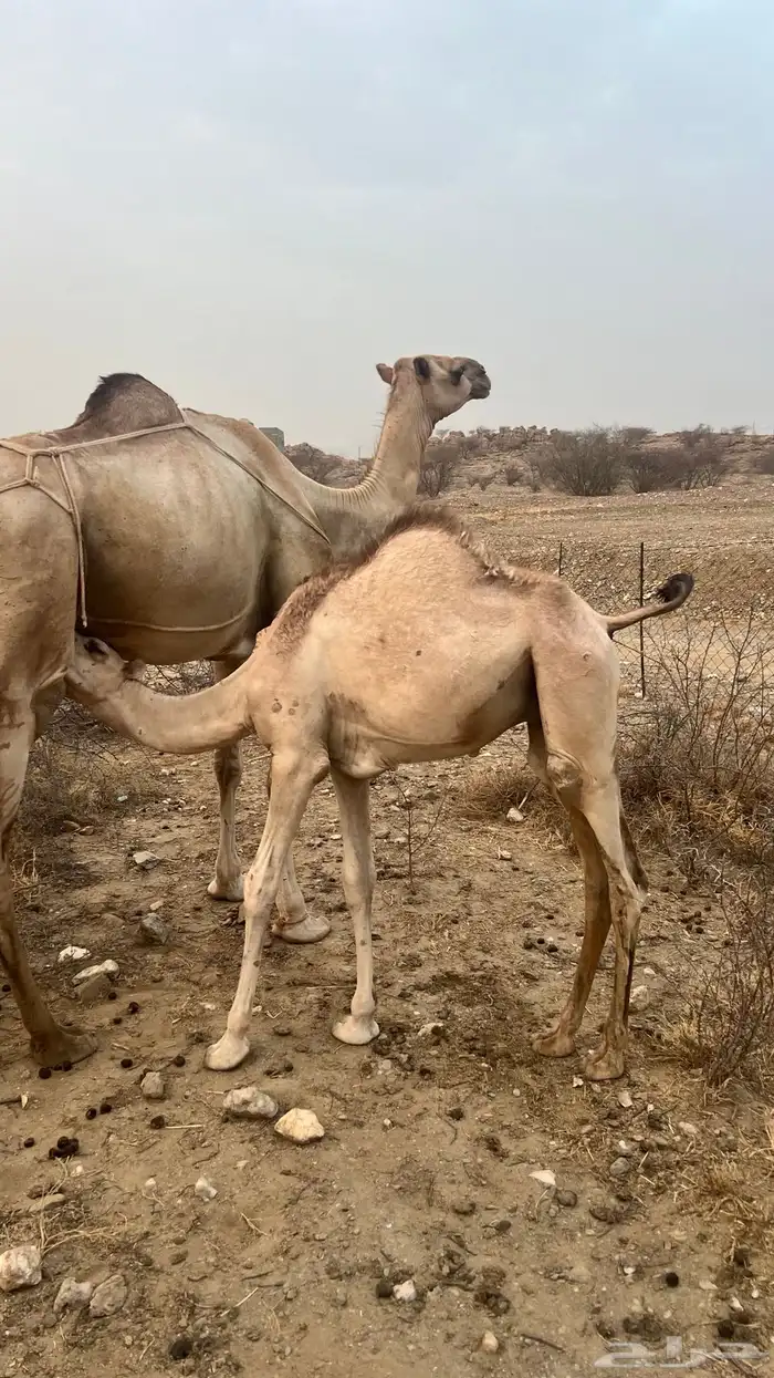 بكره ثنيه تحتها قعود 0